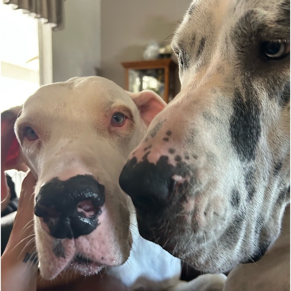 Meet your Posher, Denise - Picture 13 of 16